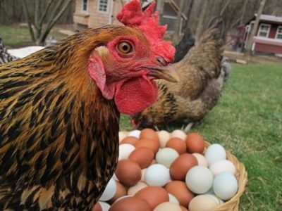 Chicken Egg Binding: Causes, Symptoms, Treatment, Prevention. Image